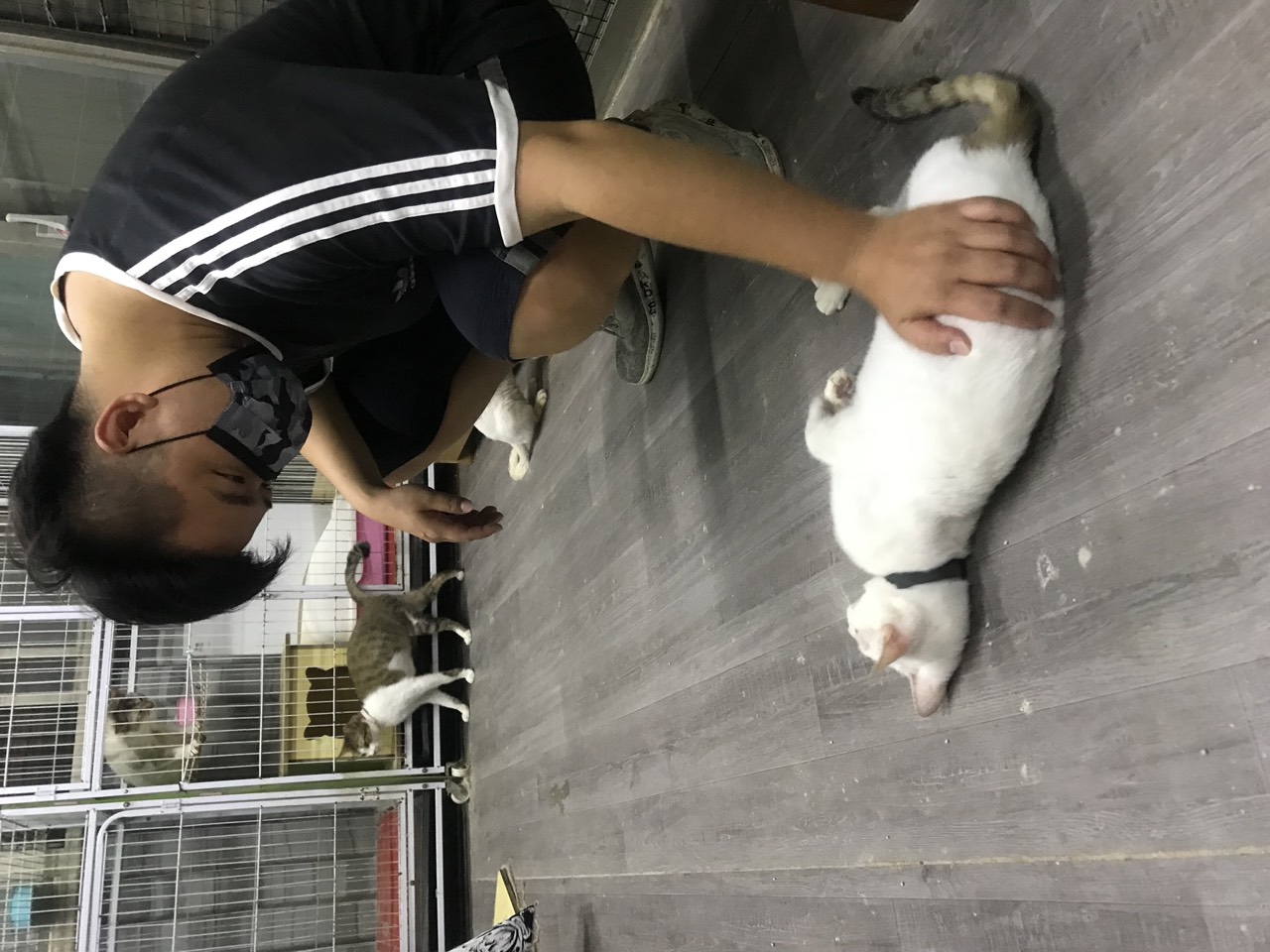 2022年6月 桃園狗園・貓咪中途